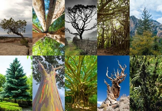 10 Trees That Will Amaze You